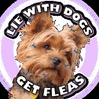 Lie with dogs get fleas